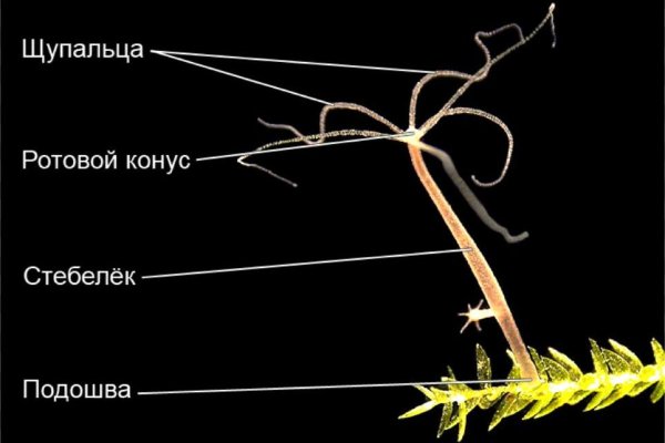 Действующие ссылки на кракен