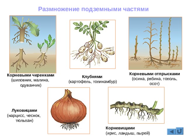 Кракен сайт тор ссылка